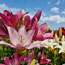 Lilien Versuchsfeld